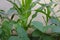 Corn and legume cowpea plants intercropping on a vegetable garden. Symbiotic relationship in plants concept.