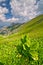 Corn lilly flowers in Cervene vrchy mountains in the border of Poland and Slovakia