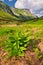 Corn lilly flowers in Cervene vrchy mountains in the border of Poland and Slovakia