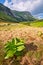 Corn lilly flowers in Cervene vrchy mountains in the border of Poland and Slovakia