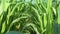 Corn Maize Agriculture Nature Field in blue sky background. Green corn field against blue sky and mountain, agricultural crop, cor