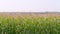 Corn maize agriculture nature field. Slowly panning.