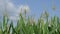Corn Maize Agriculture Nature Green corn field against blue sky, agricultural crop, corn cobs. Maize also known as corn