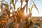 Corn maize cob ripe on field backlight by seting sun