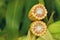 Corn Maize Cob on stalk in field