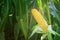 Corn Maize Ear on stalk in field