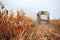 Corn maize harvest, combine harvester in field