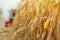 Corn maize harvest, combine harvester in field