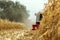 Corn maize harvest, combine harvester in field