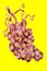 Corn or maize hybrid seed and grapes yellow   background .