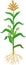 Corn maize plant with green leaves, root system, fruits