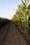 Corn maize plant harvest time