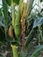 CORN & x28;Maize& x29; PLANT ALMOST READY