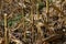 Corn or maize stalk stubble in the field after harvest.