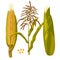 Corn maize vector illustration. Realistic hand drawn botanical isolated illustration.