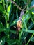 Corn, male bloom wearing corn cob