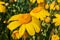 Corn marigold flowers