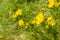 Corn Marigold Glebionis segetum blooming on a field in San Francisco bay area, California