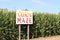 Corn Maze