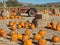 Corn Maze and tractor at a Pumpkin Patch