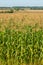 Corn a North American cereal plant that yields large grains, or kernels, set in rows on a cob. Its many varieties yield numerous