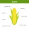 Corn nutrient of facts and health benefits, info graphic