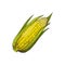 Corn Organic Agricultural Raised Food Icon Vector