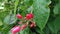 In the corn of the park. the red flowers(Jatropha integerrima) are blooming.