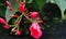 In the corn of the park, the red flowers(Jatropha integerrima) are blooming.