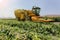 Corn picker harvesting a Sweet Cornfield. Harvest of Agriculture field.