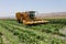 Corn picker harvesting a Sweet Cornfield. Harvest of Agriculture field.