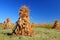 Corn piles to dry