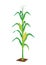 Corn plant