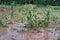 Corn plant damaged by flood. Corn farm fields under overcast rain clouds flooded