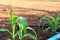 Corn plant is emerging in the garden with a drip irrigation system