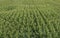 Corn plant growing in field