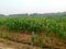 corn plant This plant is the second commodity after rice which paddy fields,corn trees are also used as animal feed