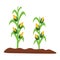 Corn plant in the soil. Farm planting process with ripe corn and grains in cartoon style