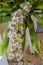 Corn Plant Stalk Of Partially Opened White Flowers