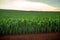 Corn plantation crop cultive