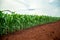 Corn plantation crop cultive