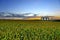 Corn plantation at the end of the day