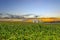 Corn plantation at the end of the day