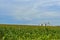 Corn plantation at the end of the day