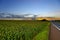 Corn plantation at the end of the day