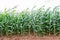 Corn plantation growing fast and healthy