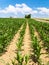 corn plantation under blue sky in Picardy