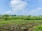 Corn plantations in the beautiful hills