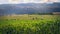 Corn plantations and fertile farmlands in the rolling hills of San Luis, Argentina.