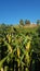 Corn plantations in a village